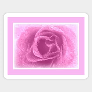 Pink Rose Sticker